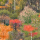 Image for article titled This 97-Year-Old Makes Amazing Art Exclusively With Microsoft Paint